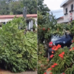 Árvore de grande porte cai e atinge veículos em Santa Teresa