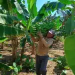 Internos colhem 10 toneladas de banana em presídio no ES