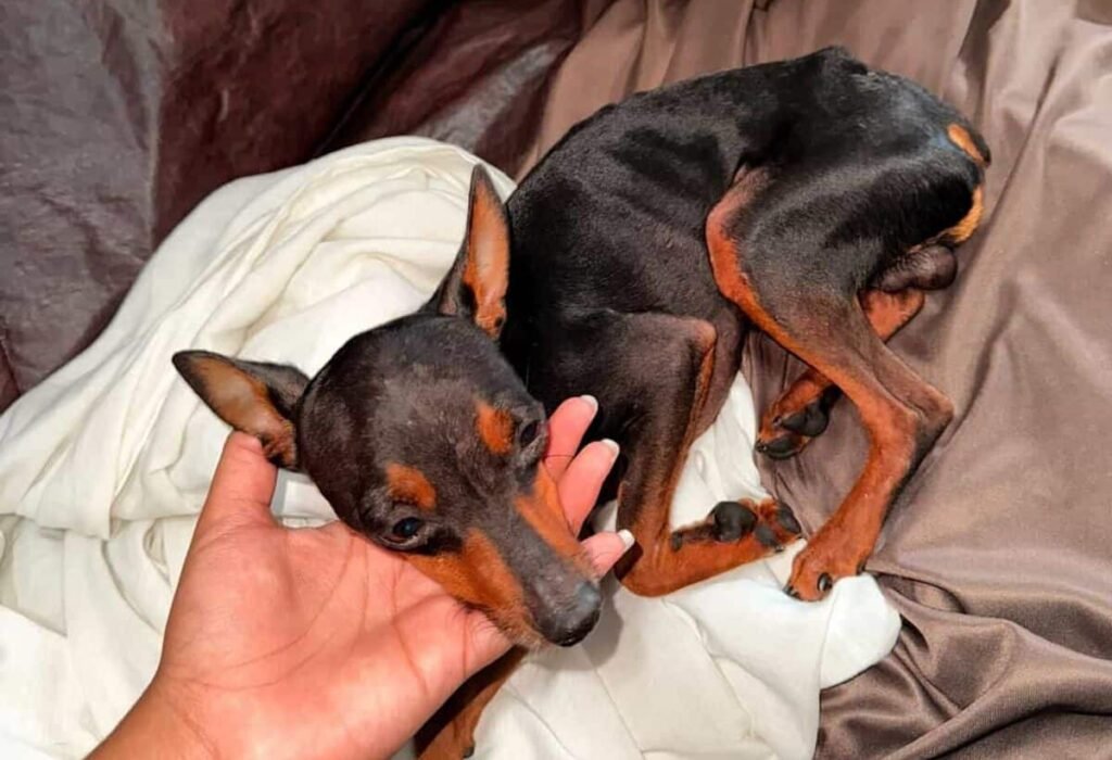 Pitoco está desaparecido