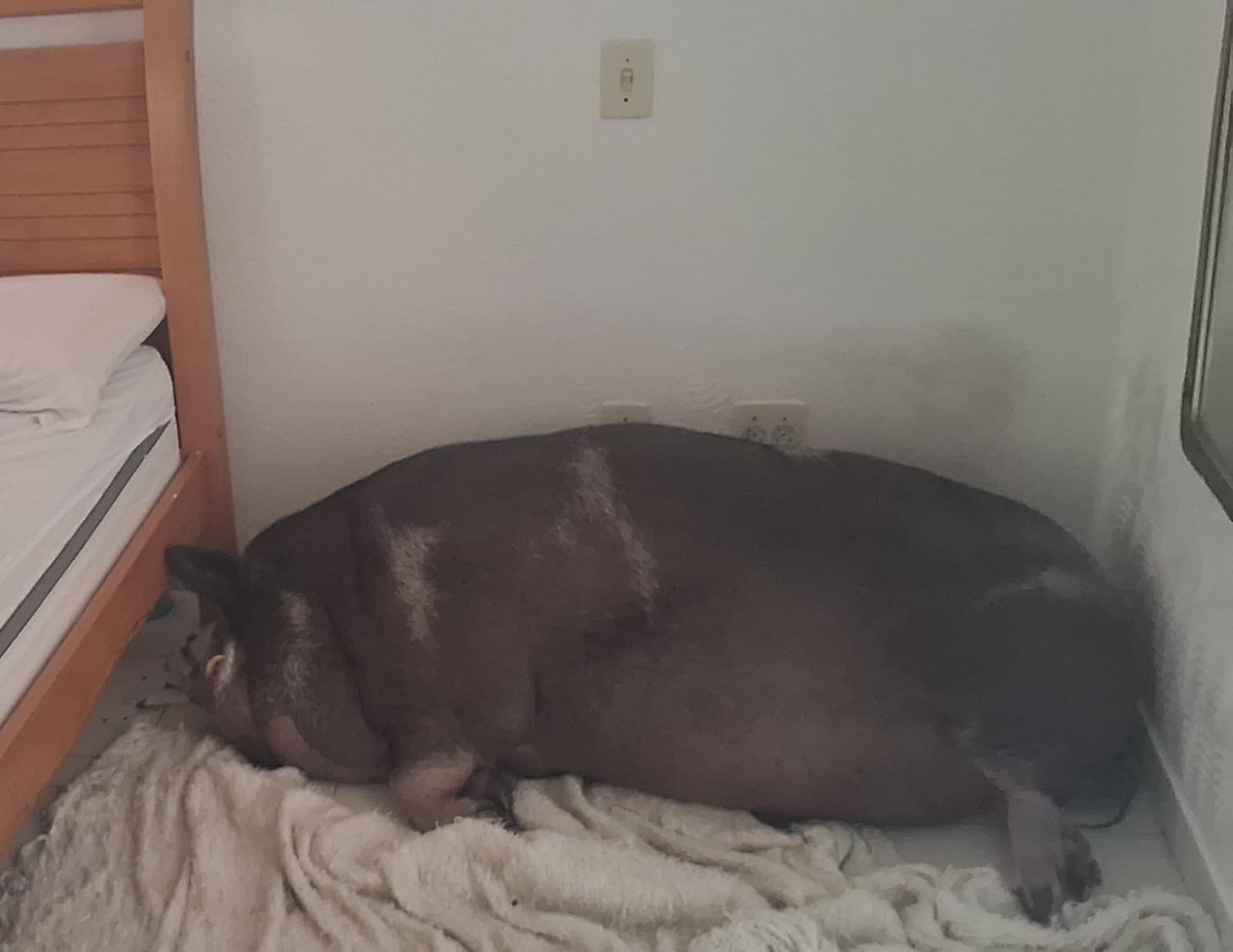 Porco de quase 100 kg volta a viralizar nas ruas de Vitória