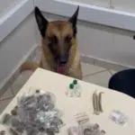 Cão German auxilia Guarda de Cariacica a apreender drogas