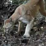 Raro flagrante: mãe onça-parda passeia com dois filhotes no ES