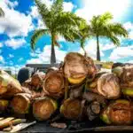 Venda de palmito é concentrada em três pontos em Linhares