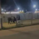Touro foge durante festa em Baixo Guandu e fere estudante