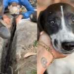 Cadela é resgatada após cair em fenda de rocha no ES