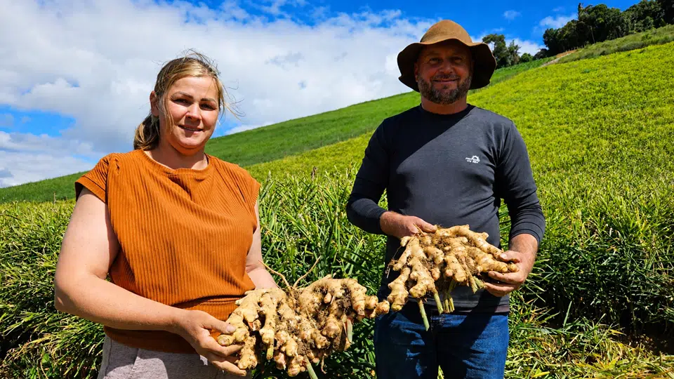 Cultivo de gengibre em Santa Maria de Jetibá