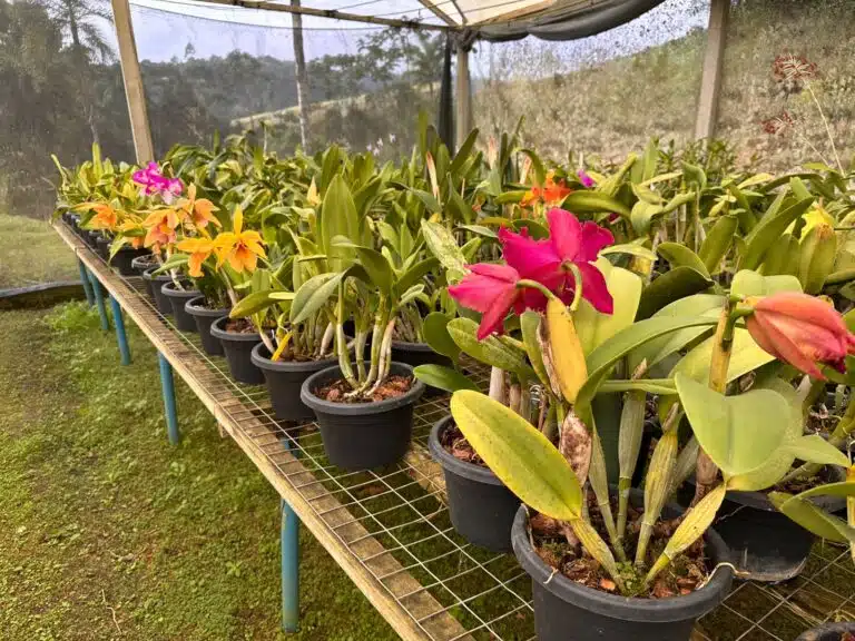 Orquídeas da Estância Vollmond em Santa Maria de Jetibá