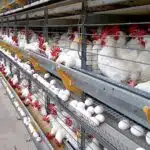 145 ovos por segundo: ES impressiona com ritmo da produção