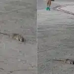 Ratos mortos na Praia de Camburi: o que aconteceu?