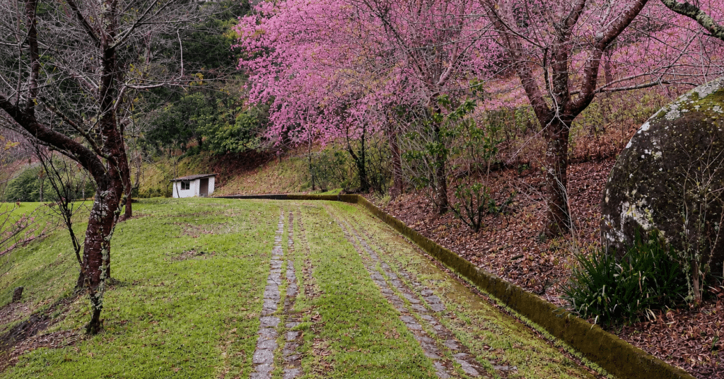Bosque das Cerejeiras do Sítio Monte Rá em Alfredo Chaves