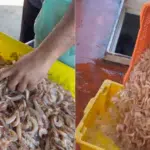 Venda de camarão a R$ 10 chega a 2,6 toneladas em Vitória