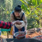 Colheita do café impulsiona criação de 3,6 mil empregos no ES