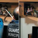 Jiboia aparece na sala de casa e assusta moradora em Vila Velha