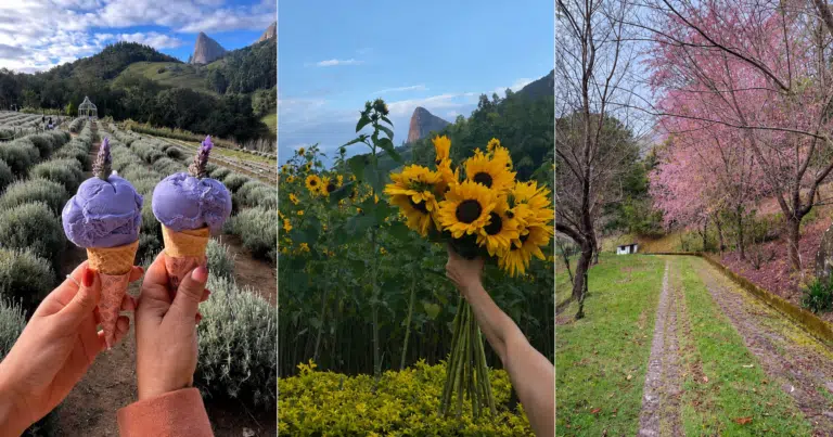 Lavandas, girassóis e cerejeiras: 5 destinos no ES para ver flores