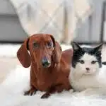 De graça! Cidade capixaba abre 800 vagas para castração de pets