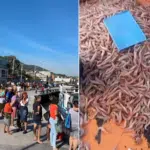 Moradores formam fila gigante para comprar camarão a R$ 10 em Vitória