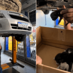 Motorista leva carro à oficina e encontra família de gatos escondida no motor