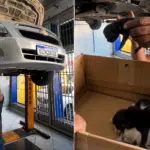 Motorista leva carro à oficina e encontra família de gatos escondida no motor