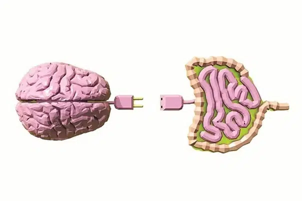 Microbiota intestinal: o 'segundo cérebro' que determina como você responde à dieta