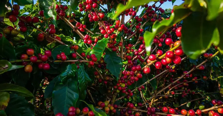 Vitória Coffee Summit promete transformar a cidade na capital mundial do café