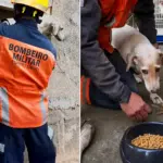 Cachorro é resgatado após ficar preso em muro no ES