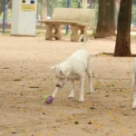 Lei torna crime exercício ilegal da medicina veterinária 