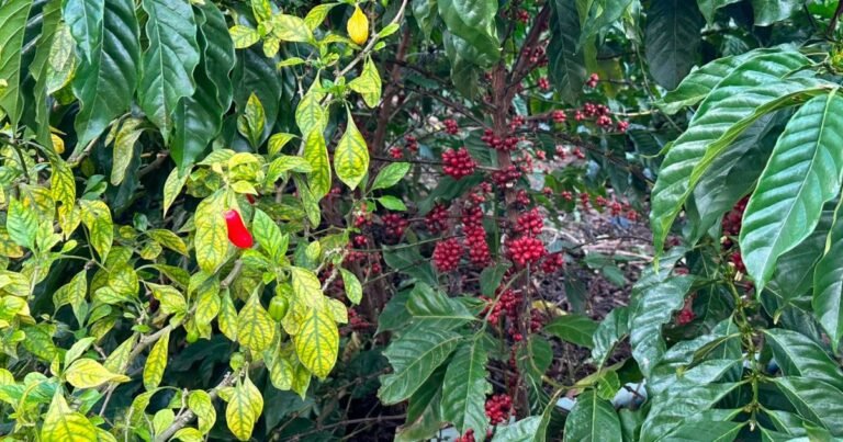 Feira da Cooabriel terá lançamento para café conilon