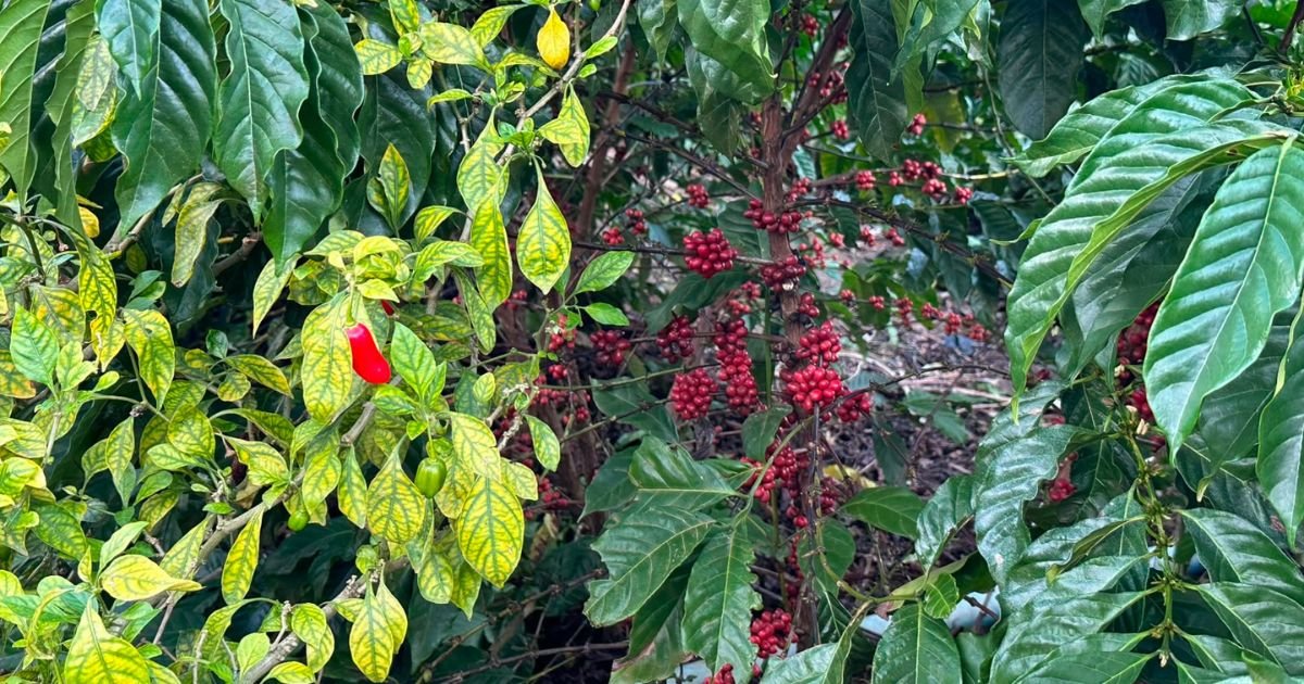 Café conilon