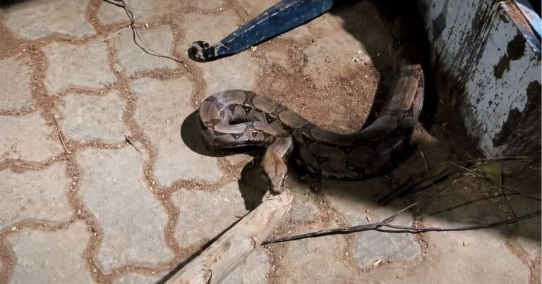 Cobra é encontrada dentro de empresa na Serra