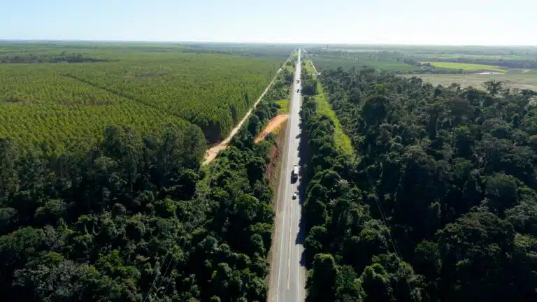 Entre a floresta e a rodovia: o desafio de conservar antas e queixadas em Sooretama