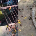 Jacaré é resgatado de bueiro em Jardim Camburi