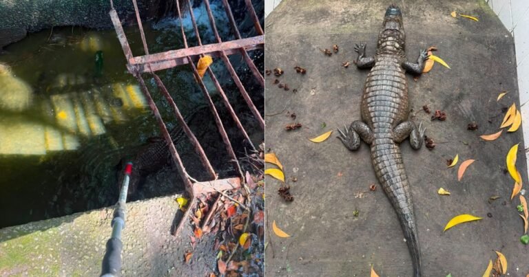 Jacaré é resgatado de bueiro em Jardim Camburi