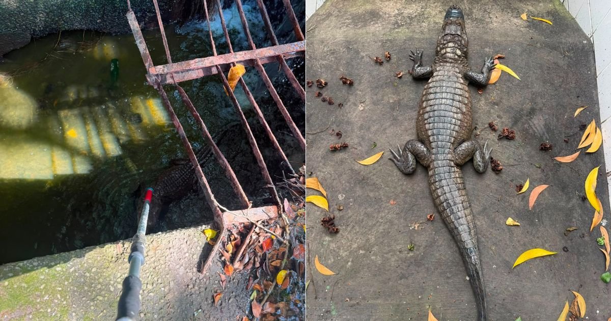 Jacaré é resgatado em Jardim Camburi