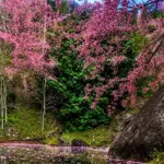 Cerejeiras começam a florir no ES; veja onde e quando apreciar