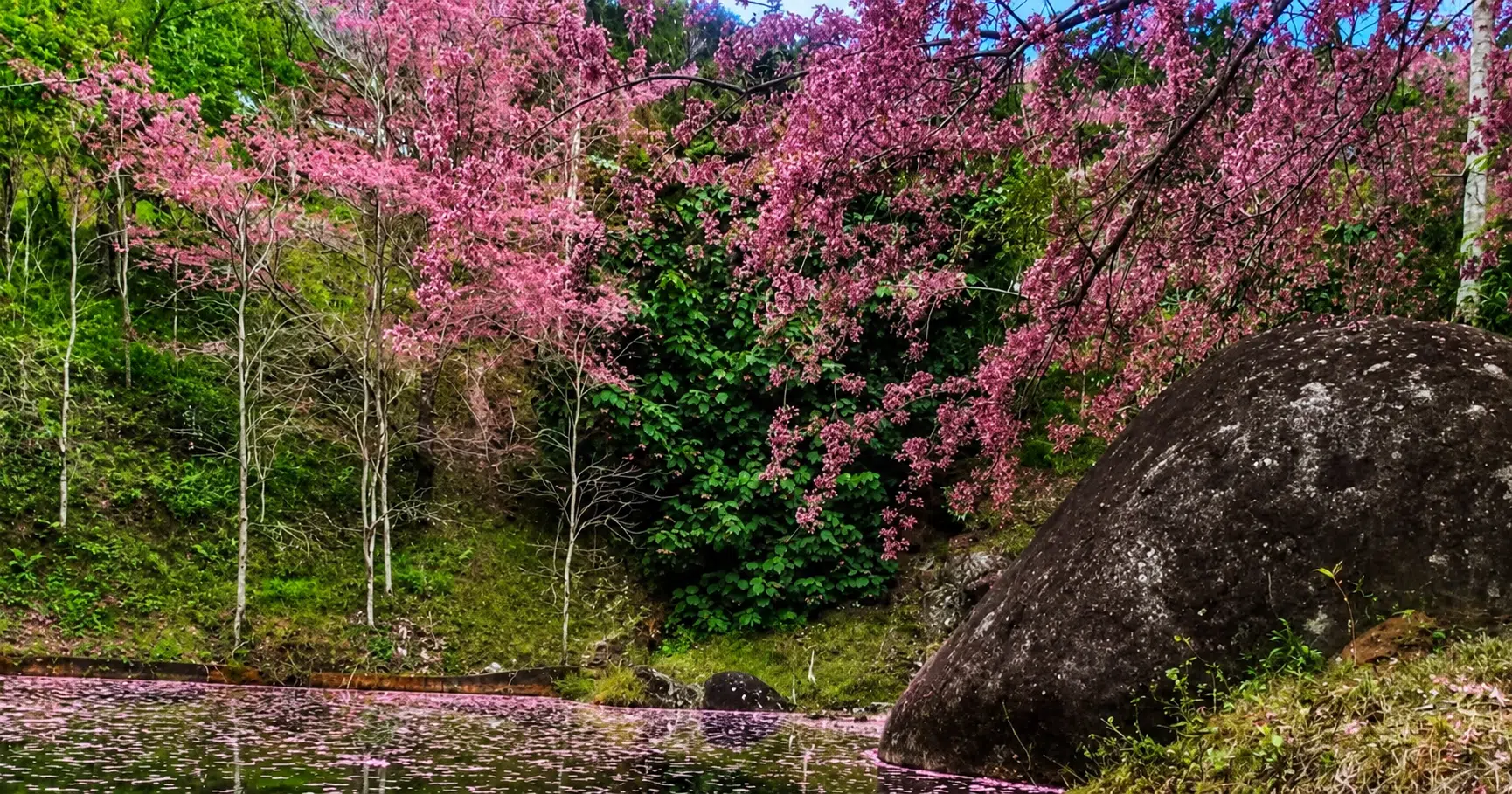 Cerejeiras começam a florir no ES; veja onde e quando apreciar