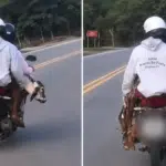 Bezerro em cima de moto? Cena inusitada viraliza no ES