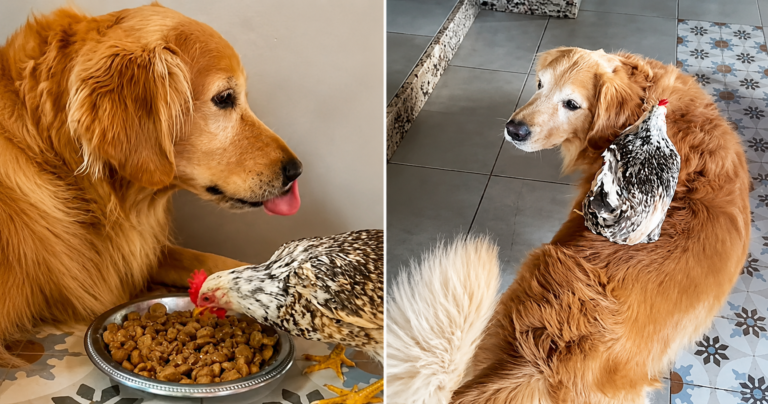 Amizade entre cachorro e galinha do ES viraliza e conquista internet