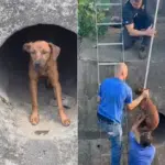 VÍDEO | Cachorro é salvo após ficar preso em valão em Cariacica