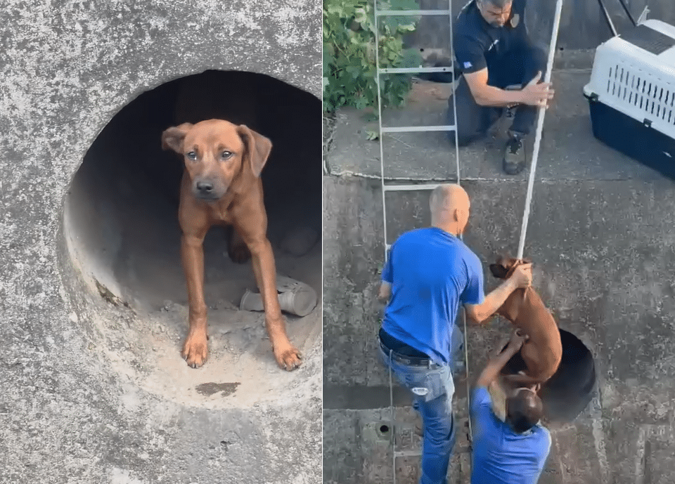 VÍDEO | Cachorro é salvo após ficar preso em valão em Cariacica