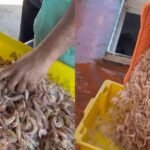 Camarão por R$ 10 o quilo volta a ser vendido em Vitória; veja onde