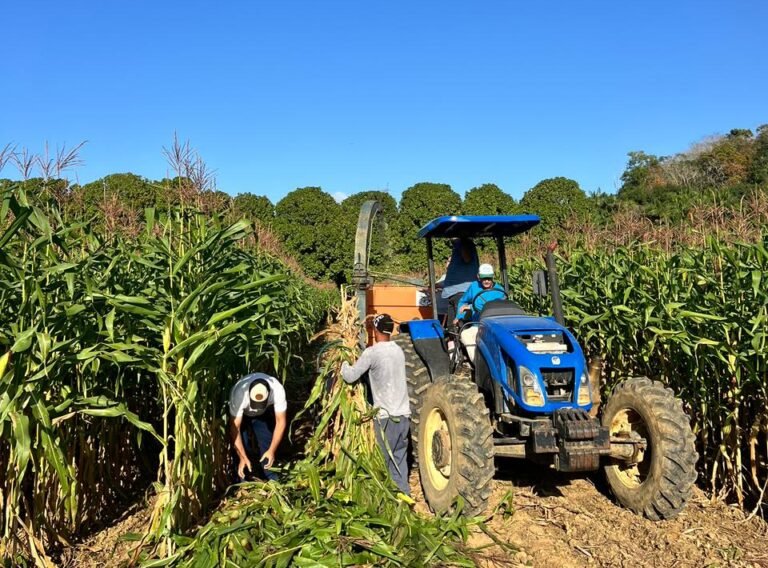 Produtores de leite de Viana receberão 100 toneladas de silagem para o gado