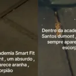 De arrepiar: escorpião é encontrado dentro de academia em Vila Velha