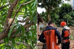 Após quatro dias preso em uma árvore, gato é resgatado pelo Corpo de Bombeiros